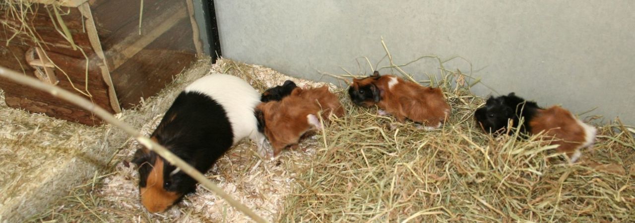 Ein Meerschweinchen mit Jungen