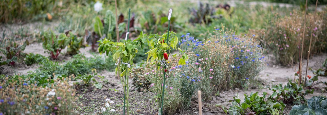 Blumenbeet